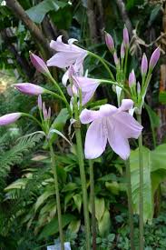 Image result for Crinum moorei