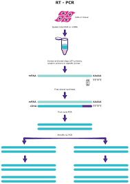 Pcr Applications