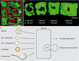 These organelles are found in the cytoplasm of most plant cells and some animal cells. Pumping Up The Volume Vacuole Biogenesis In Arabidopsis Thaliana Sciencedirect