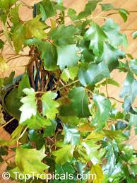 Image result for Cissus rubiginosa