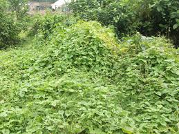 Image result for Mikania cordata