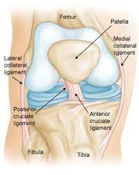 Read about how an anterior cruciate ligament (acl) injury is caused, and the considerations when deciding whether to have reconstructive surgery. Collateral Ligament Injuries Orthoinfo Aaos