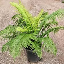 Image result for Asplenium