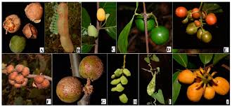 Image result for Lannea schimperi