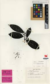 Image result for Brackenridgea