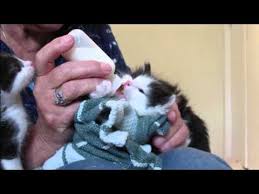 4 03 Momma Cat Lily Bottle Feeding 4 Week Old Kittens Youtube Cute Kitten Gif Beautiful Cats Pictures Pregnant Cat