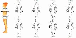 Anatomical Terms Worksheet Answers Fresh 2 Anatomical Positions Planes Directions Anatomical Medical Terminology Anatomy And Physiology