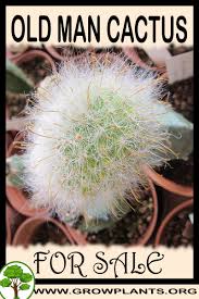Tapping as i repot my old man cactus, or cephalocereus senilis. Old Man Cactus For Sale Grow Plants