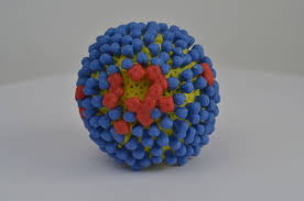 Influenza b viruses are subdivided into two major lineages, b/yamagata and b/victoria. Influenza C Virus Wikipedia
