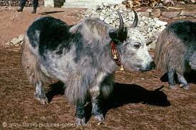 De ce ai face așa ceva? 10 Animale Hibrid Despre Care Nu Stiai CÄƒ ExistÄƒ Cele Mai Dubioase IncrucisÄƒri De Specii