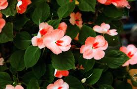 Image result for Impatiens kivuensis