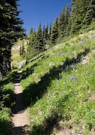 The Pacific Crest Trail In Between Harts Pass And Windy Pass Pacific Crest Trail Nature Beach California Trail