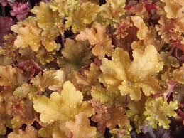 Heuchera Marmalade I've trialed amber colored heucheras for years only to be sadly disappointed with ruffled foliage aglow in sunset gold, peach and pink, this is the heuchera to grow and use for. heuchera marmalade