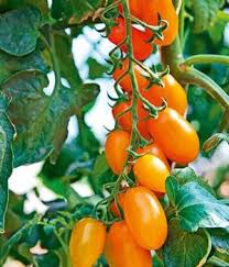 Veredelte Pflaumen Tomate Orange Fizz F1 Pflanzen Fruchte Und Gemuse Tomaten