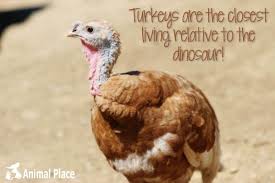 Turkeys Are The Closest Living Relative To The Dinosaur Have A Veggie Thanksigiving Animalplace Sanctuary Animals Animal Sanctuary Happy Friends