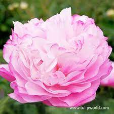 Joker Peony In 2020 Planting Peonies Bridal Bouquet Peonies Peonies