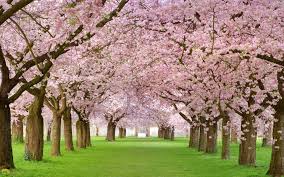 Cherry Blossom Tree Wallpapers Hd Download cherry tree wallpaper engine free, fascinating wallpaper for your computer desktop straight from steam wallpaper engine workshop… cherry blossom tree wallpapers hd