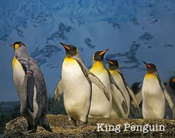 When she's not writing about weird animal facts. Fun Facts About Penguins Cool Australia