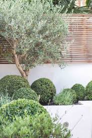 Small Courtyard Gardens Courtyard Gardens Design Contemporary Garden Design Olive Trees Ga Contemporary Garden Design Courtyard Gardens Design Tuscan Garden