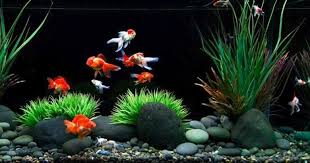 Minimalist Gold Fish Aquarium Akvaryum