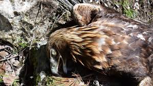 It is 22 kmfrom the center of sochi and is 7 km from khosta. Gais Adler Beim Bruten Abgeschossen Suche Nach Tater