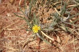 Image result for Geigeria burkei