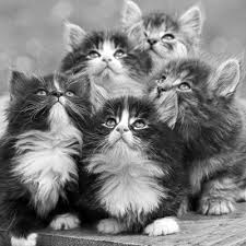 List of brainerd animal shelters. Brainerd Baxter Animal Shelter Heartland Animal Rescue Team Mn