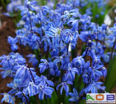 Image result for Scilla benguellensis
