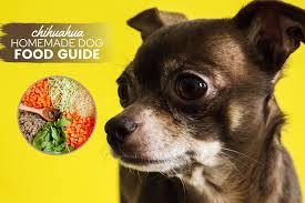 Obviously, what is fine for a healthy dog. Homemade Dog Food For Chihuahuas Guide Recipes Nutrition Tips Canine Bible