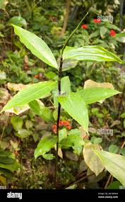 Image result for Costus afer