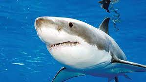 kopek baliklari metal muzigi seviyor buyuk beyaz kopekbaligi kopekbaliklari kopek baligi