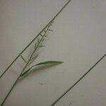 Image result for Moorochloa eruciformis