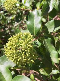 Image result for Nuxia congesta