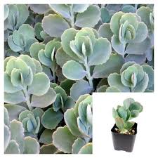 Image result for Kalanchoe fedtschenkoi