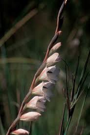 Image result for Gladiolus hollandii