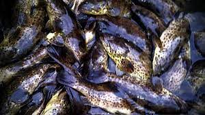 We did not find results for: Tafsir Dan Arti Mimpi Melihat Banyak Ikan Bagi Pengusaha Mungkin Jadi Pertanda Hati Hati Berbuat Halaman 2 Tribun Medan