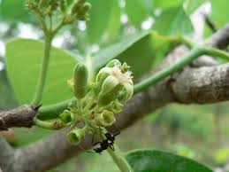 Image result for Multidentia crassa