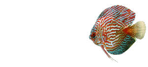 That means the files that you download are all shared by our members and is free for your own personal use only. Animated Discus Fish Super Nice Gif Image Download For Android Mobile Wallpaper In Gif Format Moving Image Download For Free Download Hd Wallpapers