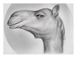 I jumped when the camel spit. Camel Pencil Drawing By Greg Joens