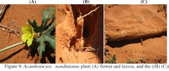 Image result for Acanthosicyos naudinianus