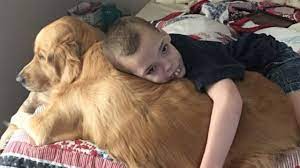 Boy S Life Saving Golden Retriever Detects His Seizures Before They Happen Youtube