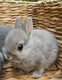 Adorable Tiny Gray Netherland Dwarf Bunny Cute Baby Bunnies Cute Baby Animals Baby Animals