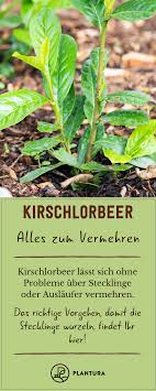 Alles Uber Das Pflanzen Schneiden Pflegen Von Kirschlorbeer Alles Zum Vermehren Wusstet Ihr Kirschlorbeer Kirschlorbeer Vermehren Kirschlorbeer Pflanzen