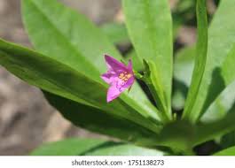 Image result for Talinum fruticosum