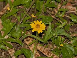 Image result for Sphagneticola