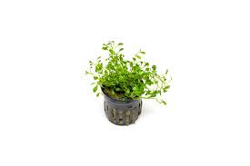 Image result for Glossostelma