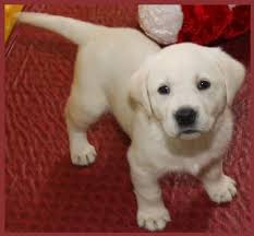 Check spelling or type a new query. White English Labradors Breeder California Yellow Labs Black Labrador Puppies For Sale English Labrador Breeders In 2021 Labrador Dog White Lab Puppies Lab Puppies