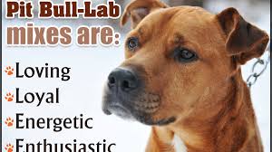 More than 4 black lab pitbull mix at pleasant prices up to 24 usd fast and free worldwide shipping! Key Traits That Define The Personality Of A Pit Bull Lab Mix Dogappy
