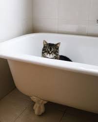 Pin By Jodie Chin On Just Simply Loving Cats Cat Bath Cool Cats Kittens