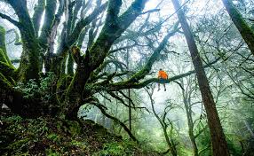 Jungle Dream Meaning And Interpretation Dream Glossary And Dictionary